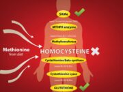 Metilasyon,Metiyonin,Homosistein kavramları nelerdir ?