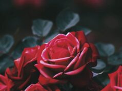 En Sevgiliye Şiir En Sevgiliye şiir