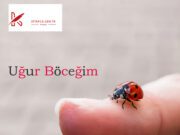 Uğur Böceğim Şiir Uğur Böceğim